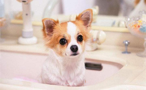 宠物店小程序开发,广州App开发