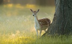 壁纸小程序开发，方便人们寻找心仪的壁纸
