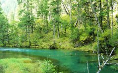 林业APP开发有哪些功能应用？