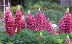 鲜花识别APP开发功能要求介绍