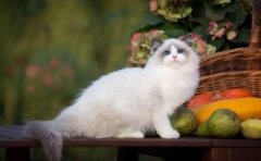 宠物寄养APP开发拥有哪些优势？