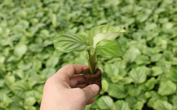 农业物联网系统开发,农业物联网app开发