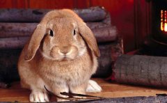 开发畜牧业软件有什么意义？