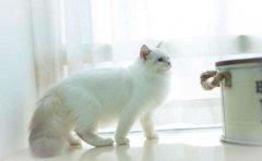 宠物医院APP开发具备什么优势？