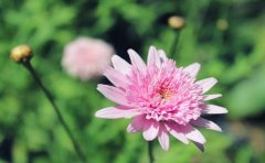 鲜花行业小程序开发如何推动行业发展？