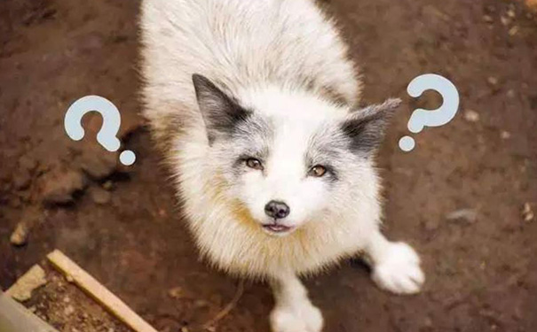 美颜修图小程序开发,美拍APP开发