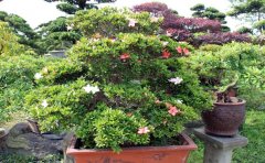 园艺APP开发具备哪些功能模块？