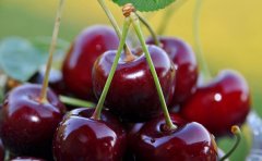 水果超市APP开发如何获取更多客源？