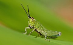 害虫识别APP开发具体优势介绍