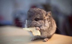 宠物社交小程序开发具备什么价值？