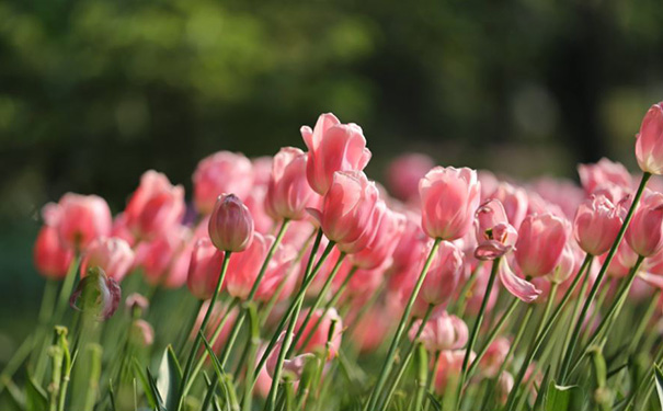 节日小程序开发