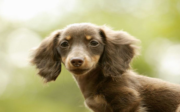 遛狗APP开发,宠物医院APP