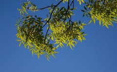 摄影APP开发市场前景浅析