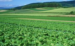 蔬菜配送APP开发具备哪些功能特色？