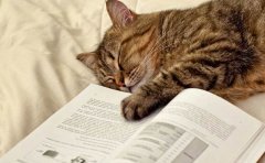 学习类APP开发市场现状如何？