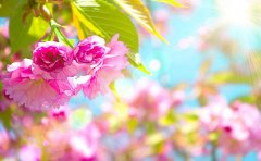 花草识别APP开发有什么价值？