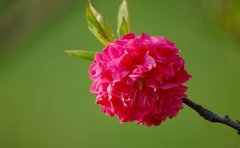 鲜花预定APP开发可解决哪些问题？