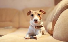 宠物社交APP开发有哪些实用价值？