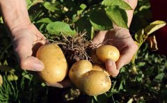 农产品商城APP开发给行业带来哪些好处？