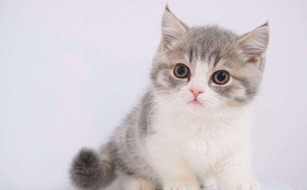 宠物领养APP开发,宠物电商APP