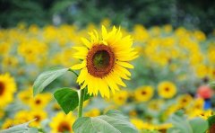 拍照修图APP开发为何能满足用户需求？