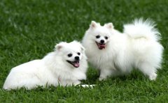 智能宠物项圈APP开发报价受哪些因素影响？